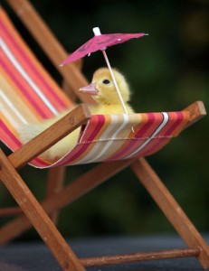 Baby duckling on tiny beach chair