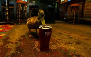 duck-drinking-beer1