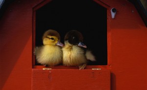 ducklings-sit-birdhouse1