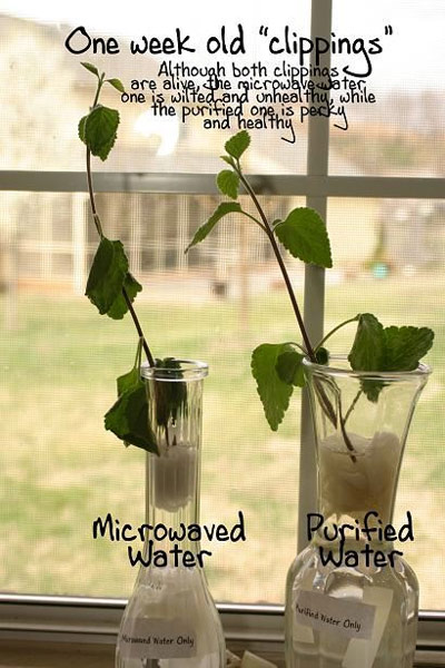 Microwaved & Boiled Water in Plants Test - 1 week old clippings