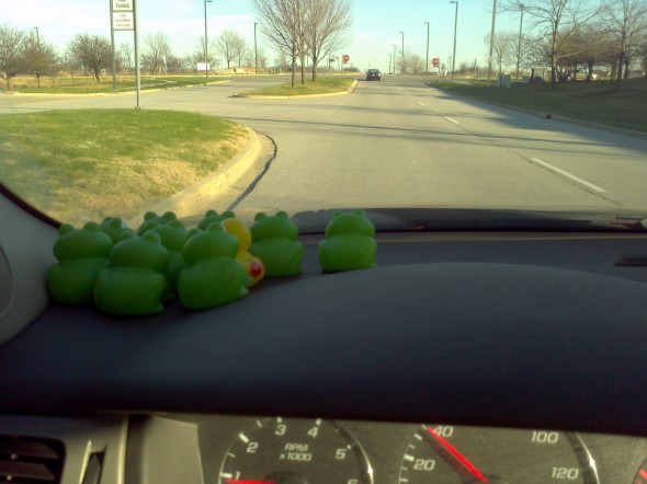 9 frogs and duck on dashboard of car